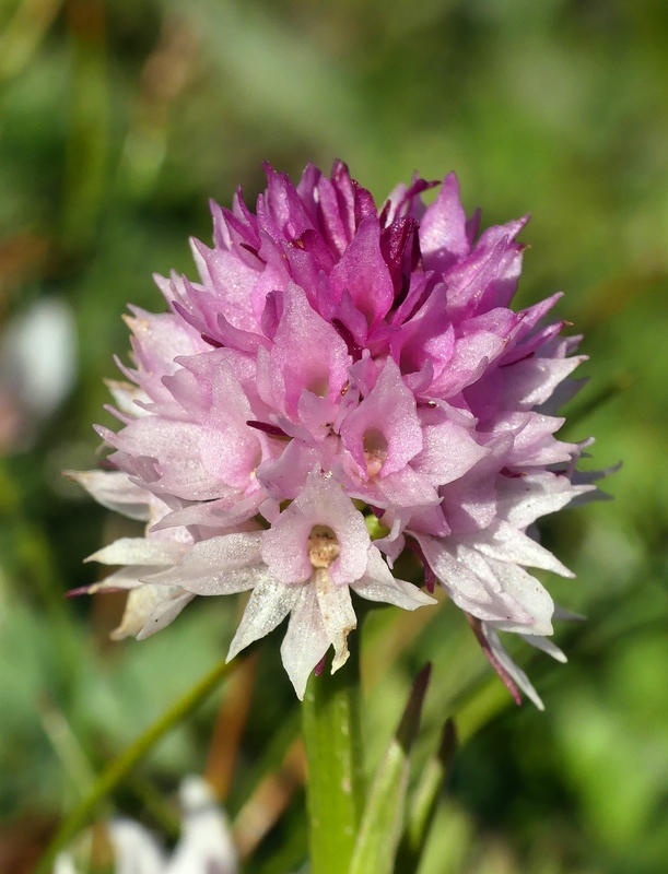 La Nigritella widderi a Pizzo di Sevo e Cima Lepri  -  luglio 2025